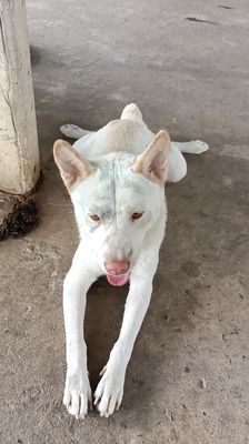 Chó cộc cái con màu vàng