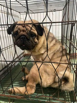 Chó Pug Pháp 1.5 tuổi Nâu vàng