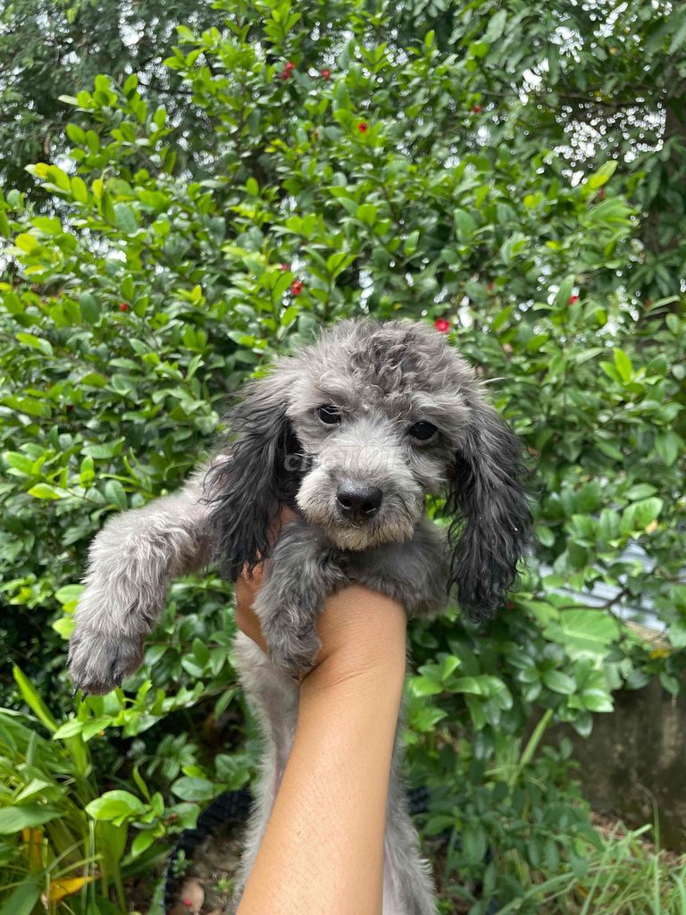 poodle xám. Mua bán Chó tại Huyện Châu Thành Tây Ninh được đăng bởi Linh hình 2