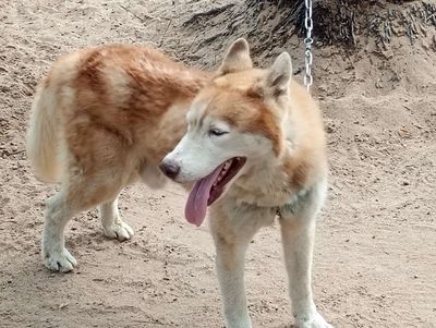 Chó Husky đực Nâu trắng
