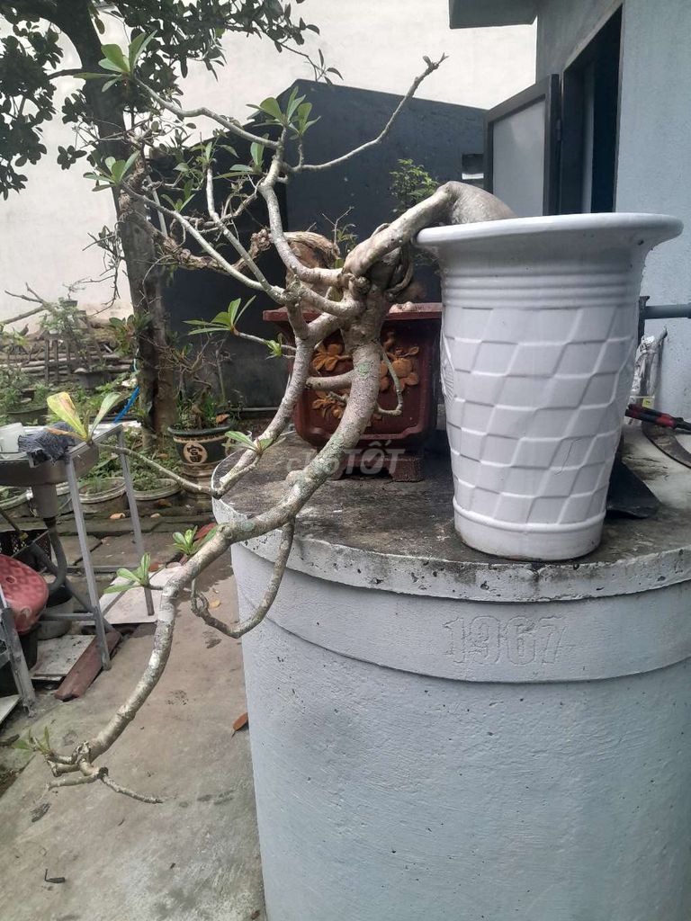 Hoa sứ bonsai dáng thác đổ. Mua bán Cây cảnh, đồ trang trí tại Huyện Quế Sơn Quảng Nam được đăng bởi Huy Long hình 1
