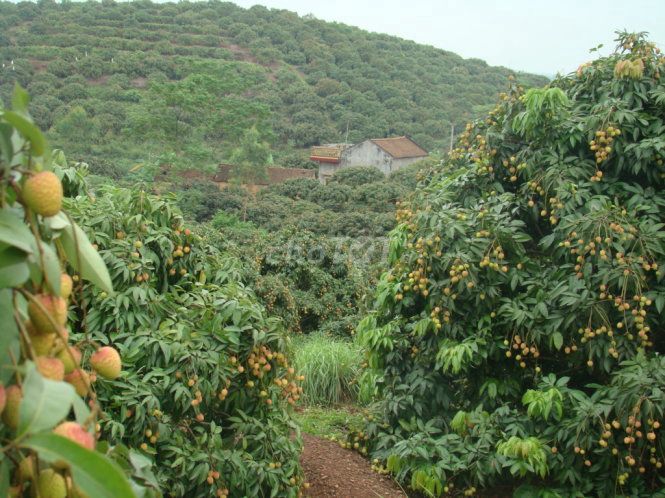 Bán cả cây vải thiều hoặc theo cân. Mua bán Đồ ăn, thực phẩm và các loại khác tại Thị xã Bỉm Sơn Thanh Hóa được đăng bởi Đức anh hình 2