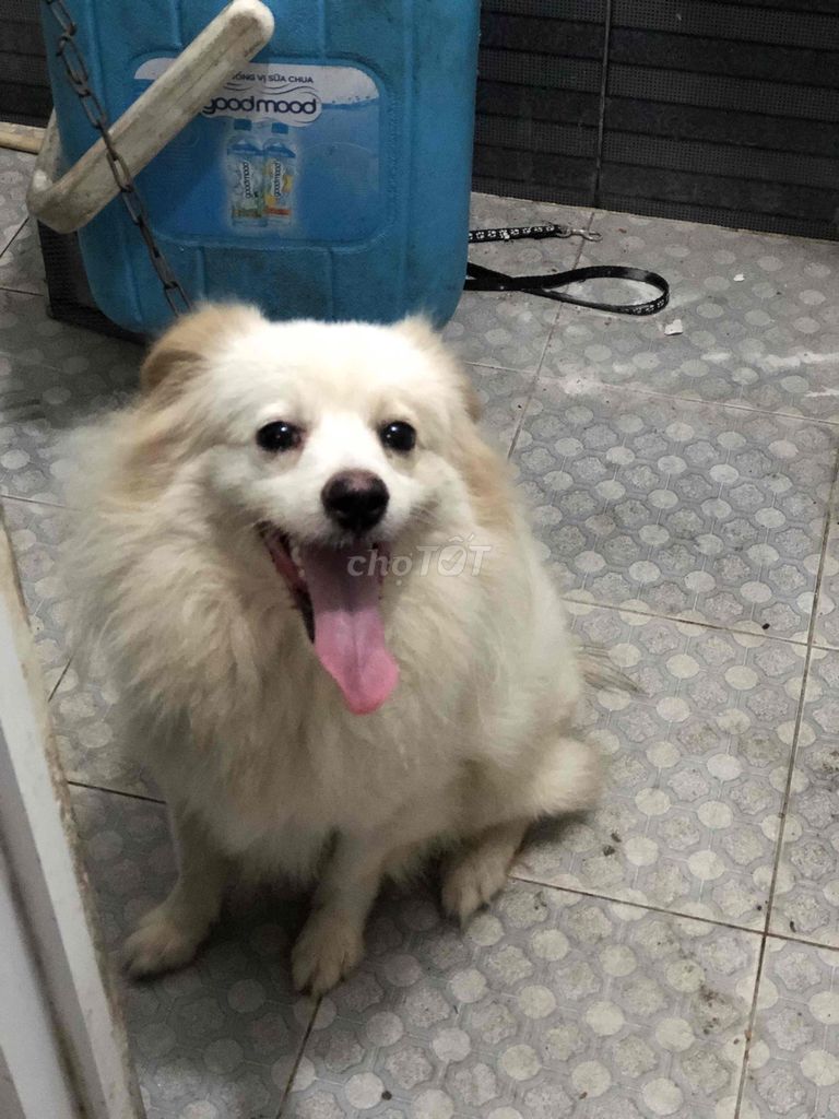 Chó Phốc Lông Xù. Mua bán Chó tại Quận Thanh Khê Đà Nẵng được đăng bởi ĐỒ GIA DỤNG CŨ hình 1