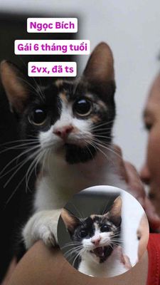 TÌM MÈO TAM THỂ HIỆP BÌNH PHƯỚC THỦ ĐỨC. Mua bán Mèo tại Thành phố Thủ Đức Tp Hồ Chí Minh được đăng bởi Anh Lộc