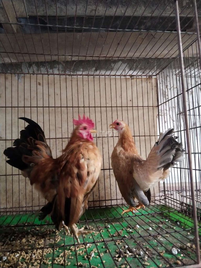 Cặp serama vàng!. Mua bán Gà tại Quận 12 Tp Hồ Chí Minh được đăng bởi Nguyễn Hoài Nam hình 1