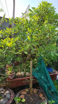 Lộc vừng bonsai tầm trung