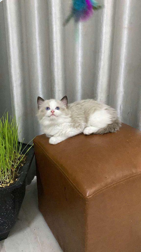 Ragdoll siêu xinh cá mềm