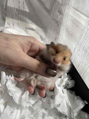 Hamster Bear baby Thái Trung 🇨🇳🇹🇭. Mua bán Thú cưng khác tại Thành phố Thủ Đức Tp Hồ Chí Minh được đăng bởi Vũ Minh Châu