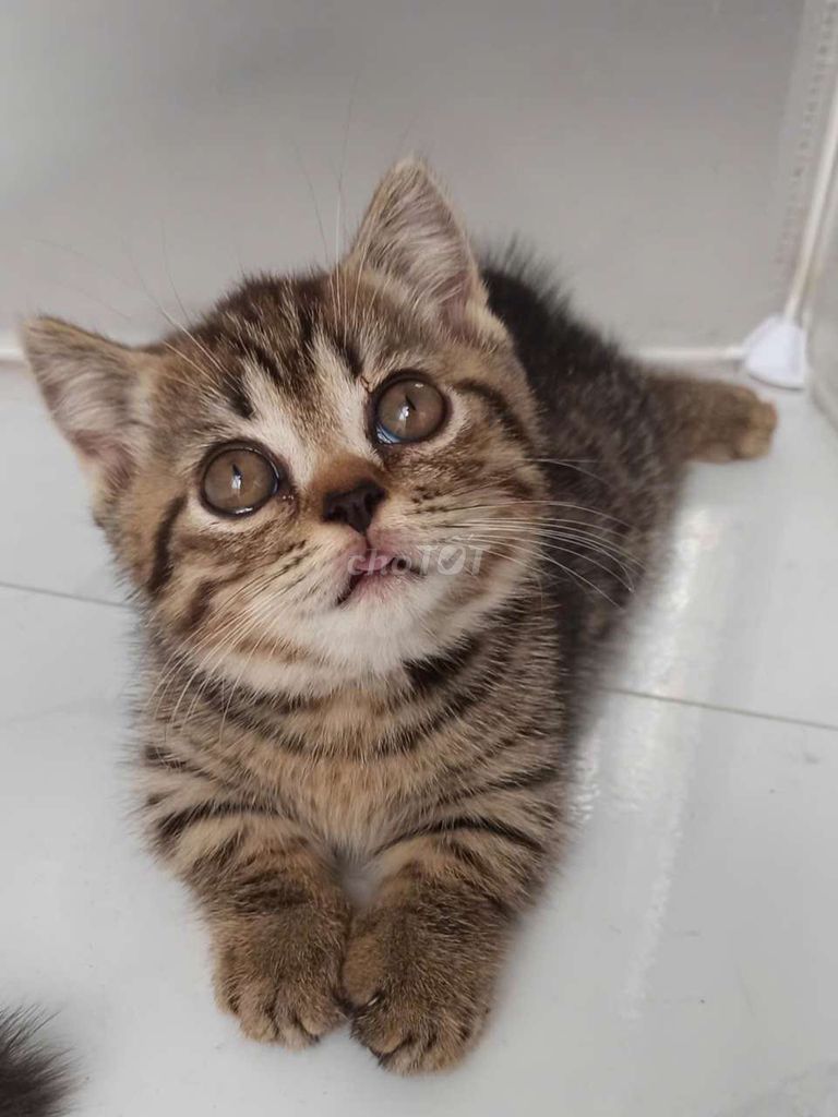 Mèo aln chân ngắn - Munchkin . Mua bán Mèo tại Quận Hoàng Mai Hà Nội được đăng bởi VB hình 1