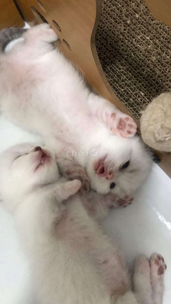 Cần gả 2 bé mèo Golden Point chân lùn. Mua bán Mèo tại Huyện Hóc Môn Tp Hồ Chí Minh được đăng bởi T.Bình hình 2