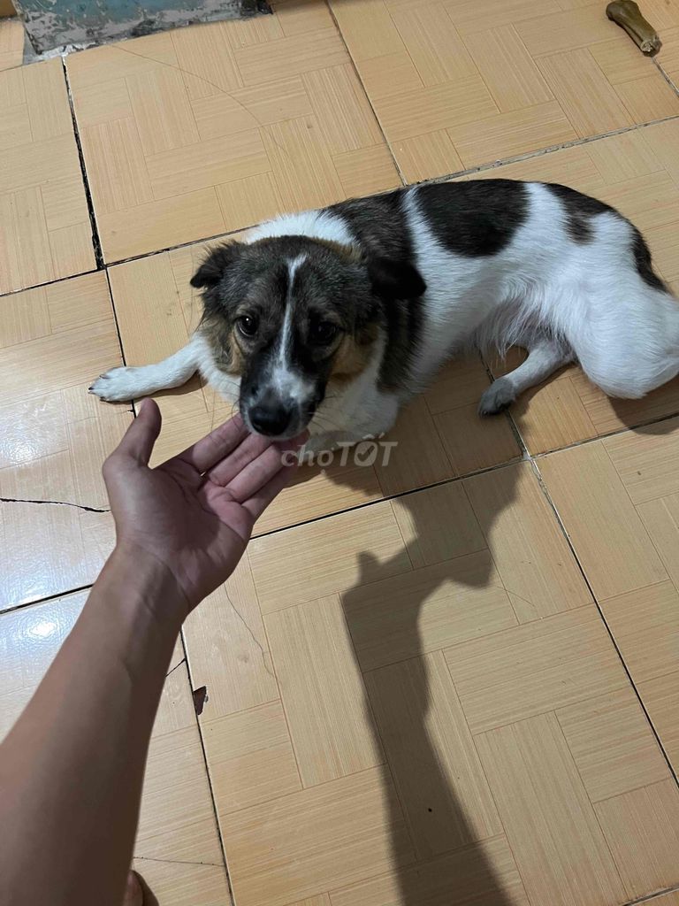 Chó Lai Nhật cái 7 tháng. Mua bán Chó tại Quận Tân Phú Tp Hồ Chí Minh được đăng bởi Đức Huy  hình 1