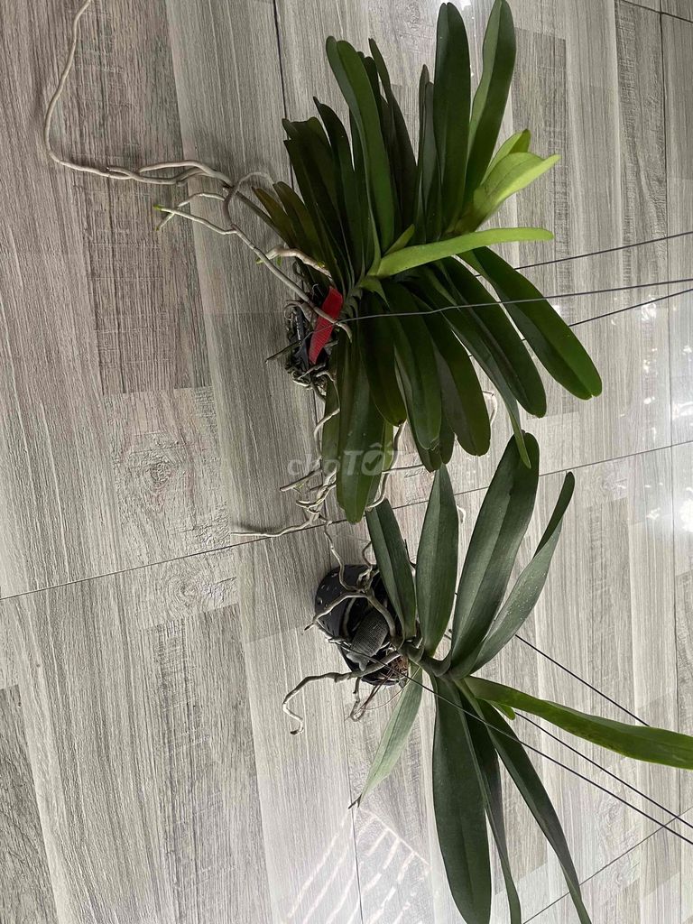 Lan Bangkok hồng/Renred. Mua bán Cây cảnh, đồ trang trí tại Huyện Hóc Môn Tp Hồ Chí Minh được đăng bởi Tiến Tăng hình 1