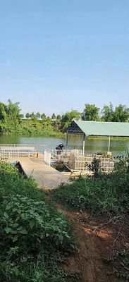 Bán vườn sầu riêng 2 mặt tiền view sông bé, 4561m2/2 tỏi