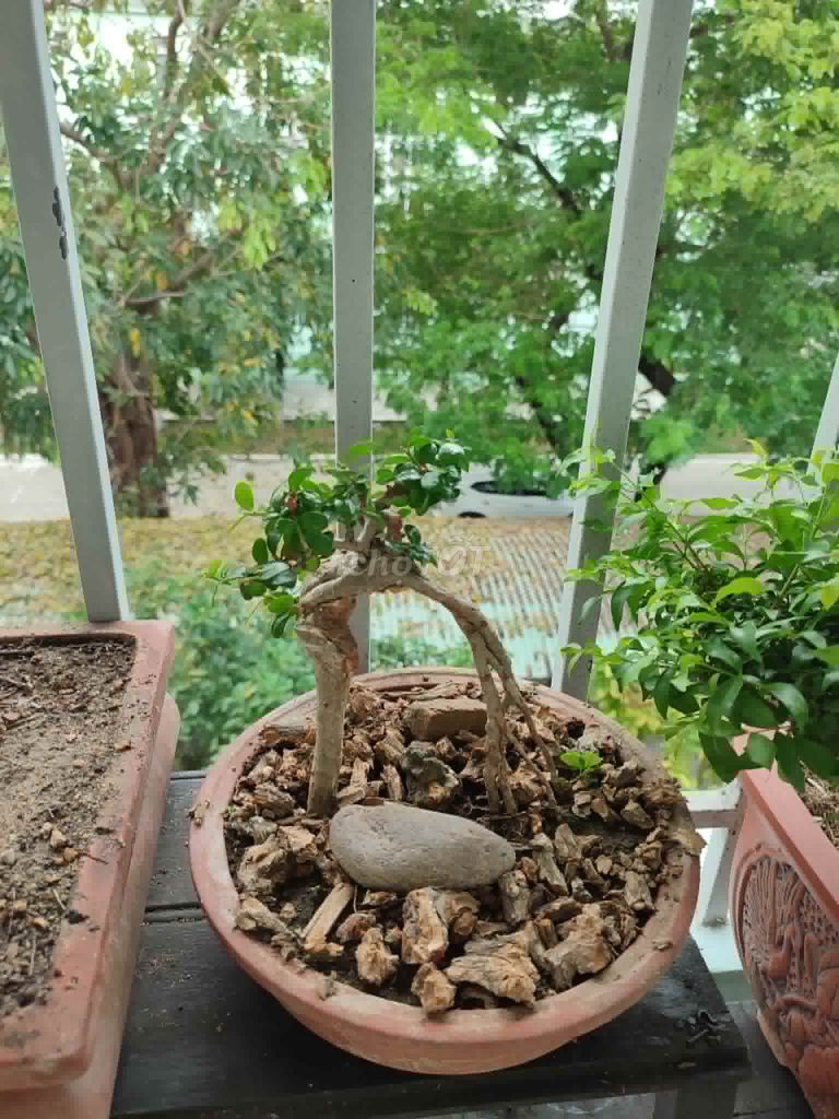 Cây cảnh bonsai. Mua bán Cây cảnh, đồ trang trí tại Quận Hải Châu Đà Nẵng được đăng bởi Lê thái thọ  hình 1