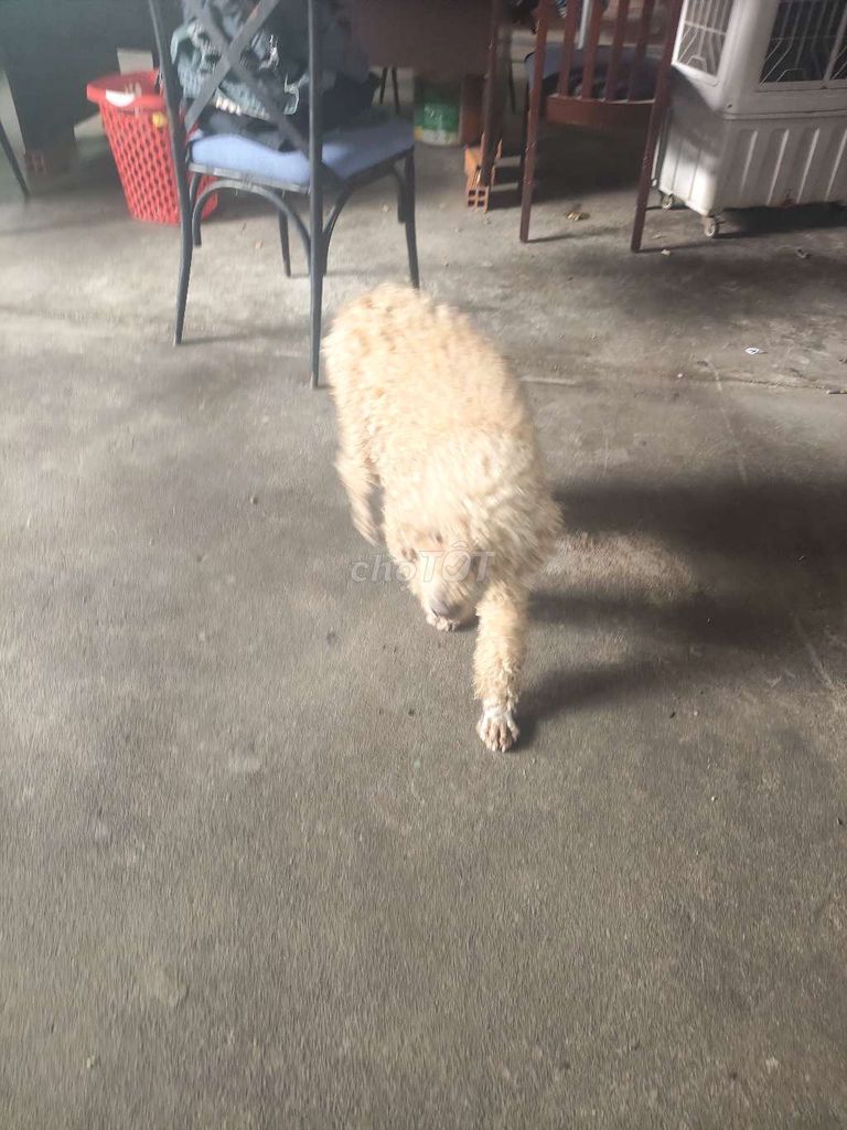 Chó Poodle Nâu vàng. Mua bán Chó tại Thị xã Tân Uyên Bình Dương được đăng bởi Nguyen Van Công hình 1