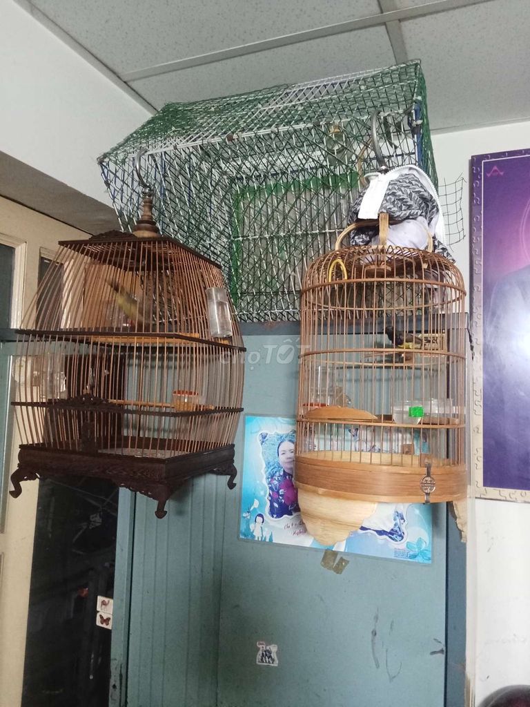 Chim cảnh nhiều màu. Mua bán Chim tại Quận Bình Tân Tp Hồ Chí Minh được đăng bởi gọi nhé  hình 1