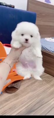 Chó Phốc Sốc Trắng , 2 Tháng tuổi , chưa được 1kg