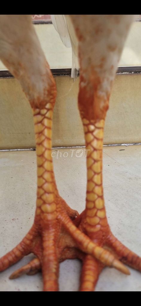 Gà mái Thái Mỹ Việt 2k2. Mua bán Gà tại Thành phố Tân An Long An được đăng bởi Nguyễn Khánh  hình 1