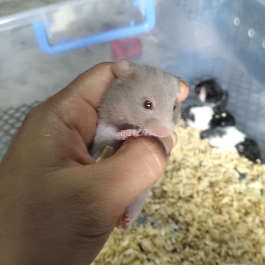 Chuột Hamster nhiều màu. Mua bán Thú cưng khác tại Huyện Hàm Tân Bình Thuận được đăng bởi Hiếu  Nguyễn  hình 1