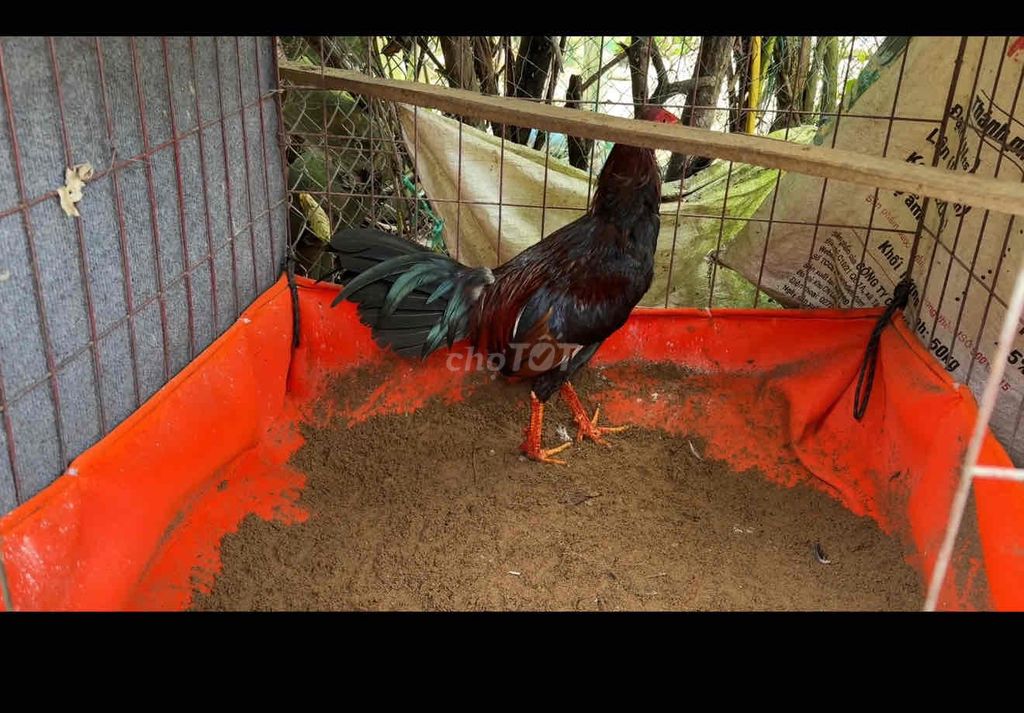 (gà) Khay vải chuồng gà 80vuông. Mua bán Phụ kiện, Thức ăn, Dịch vụ tại Quận Cái Răng Cần Thơ được đăng bởi Giang hình 1