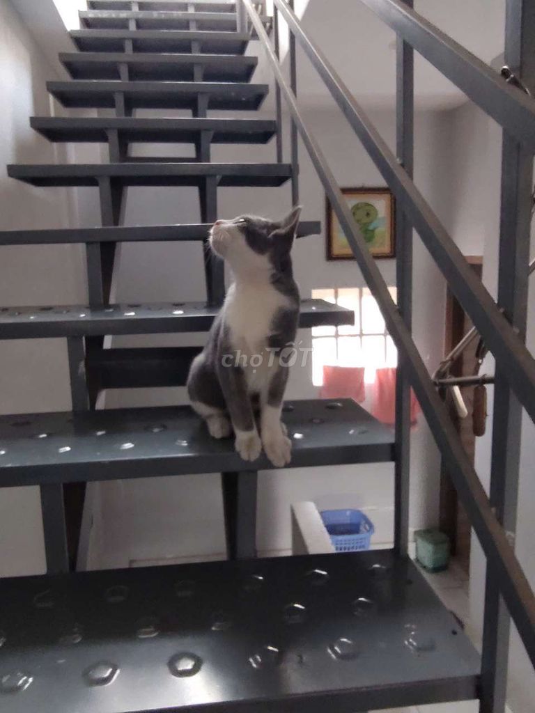 Mèo Anh Xám trắng Đực. Mua bán Mèo tại Quận Gò Vấp Tp Hồ Chí Minh được đăng bởi thu huệ hình 1