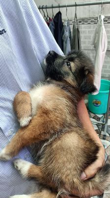 Chó Becgie lai cỏ 2 tháng