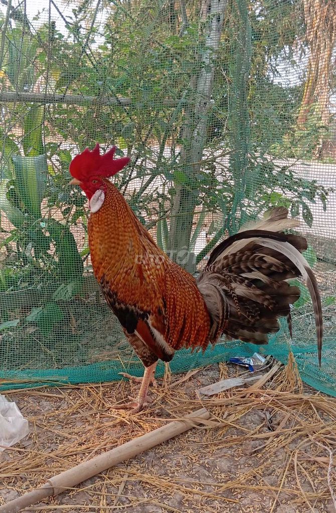 asiu mỹ 2.1kg 2x khô lông gl gà bu kg do mai . Mua bán Gà tại Huyện Cờ Đỏ Cần Thơ được đăng bởi Heo Hao hình 1