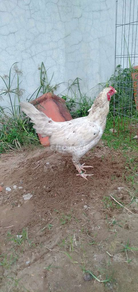 Gà mái 2.6kg Trắng. Mua bán Gà tại Huyện Phong Điền Cần Thơ được đăng bởi Ký cần Thơ  hình 1