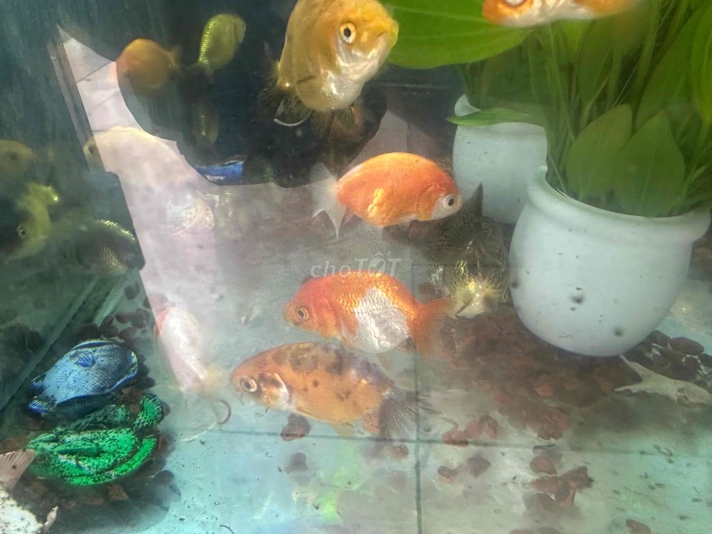 Cá Ranchu nhỏ-20k/con. Mua bán Thú cưng khác tại Quận 12 Tp Hồ Chí Minh được đăng bởi Cá Cảnh Sài Gòn Giá Sĩ  hình 4