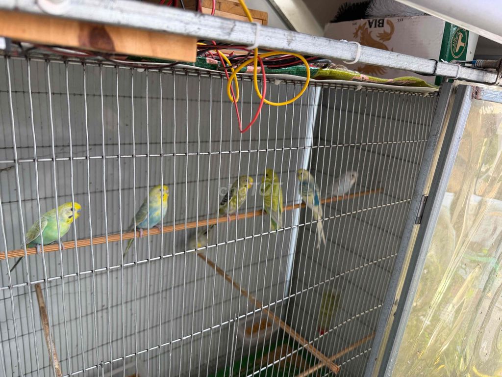 Chim Yến phụng nhiều màu chim tơ. Mua bán Chim tại Quận Bình Tân Tp Hồ Chí Minh được đăng bởi Lam hung hình 1