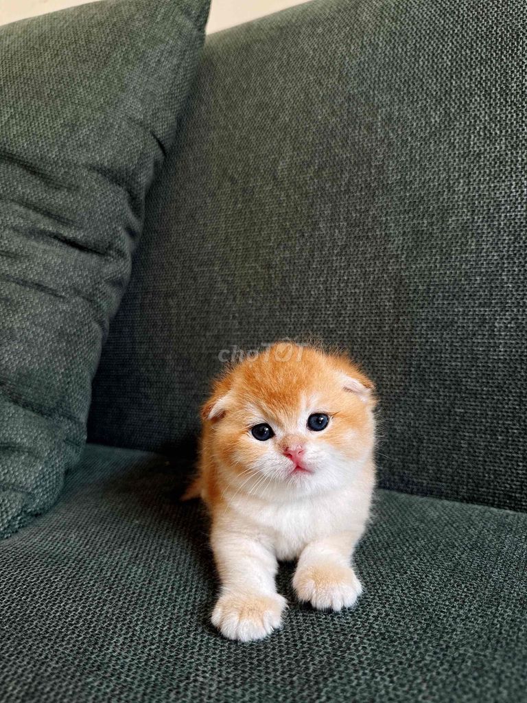 Mèo Scottish Fold Golden - mèo tai cụp. Mua bán Mèo tại Thành phố Thủ Đức Tp Hồ Chí Minh được đăng bởi My Nguyễn hình 1