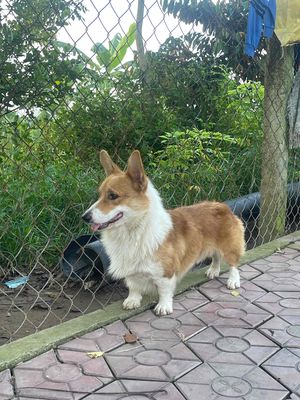 Corgi màu mảng đẹp