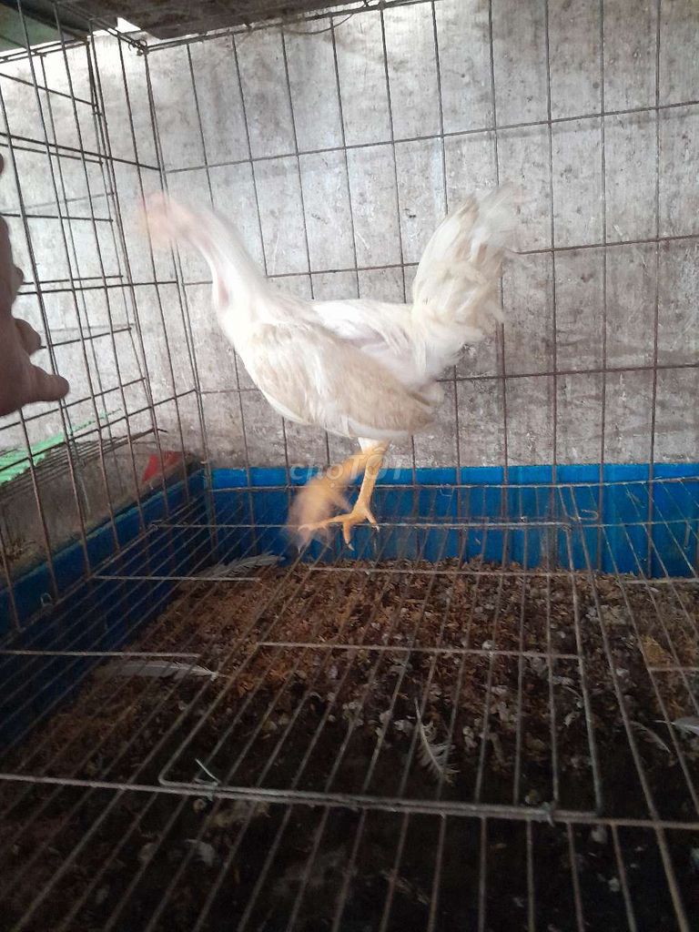 Gà chọi Cuban trống 1k4 màu Trắng. Mua bán Gà tại Huyện Hóc Môn Tp Hồ Chí Minh được đăng bởi Hiệu Chuyên Đổ Gà Lai 45 tuổi  hình 1