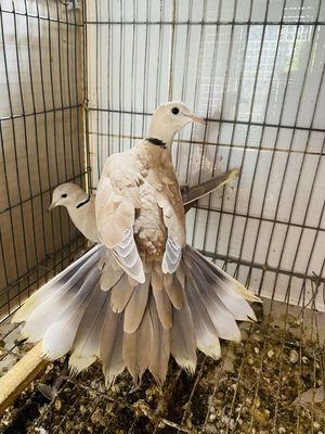 Cu pháp đang đẻ. Mua bán Chim tại Huyện Hóc Môn Tp Hồ Chí Minh được đăng bởi anh anh cu gáy