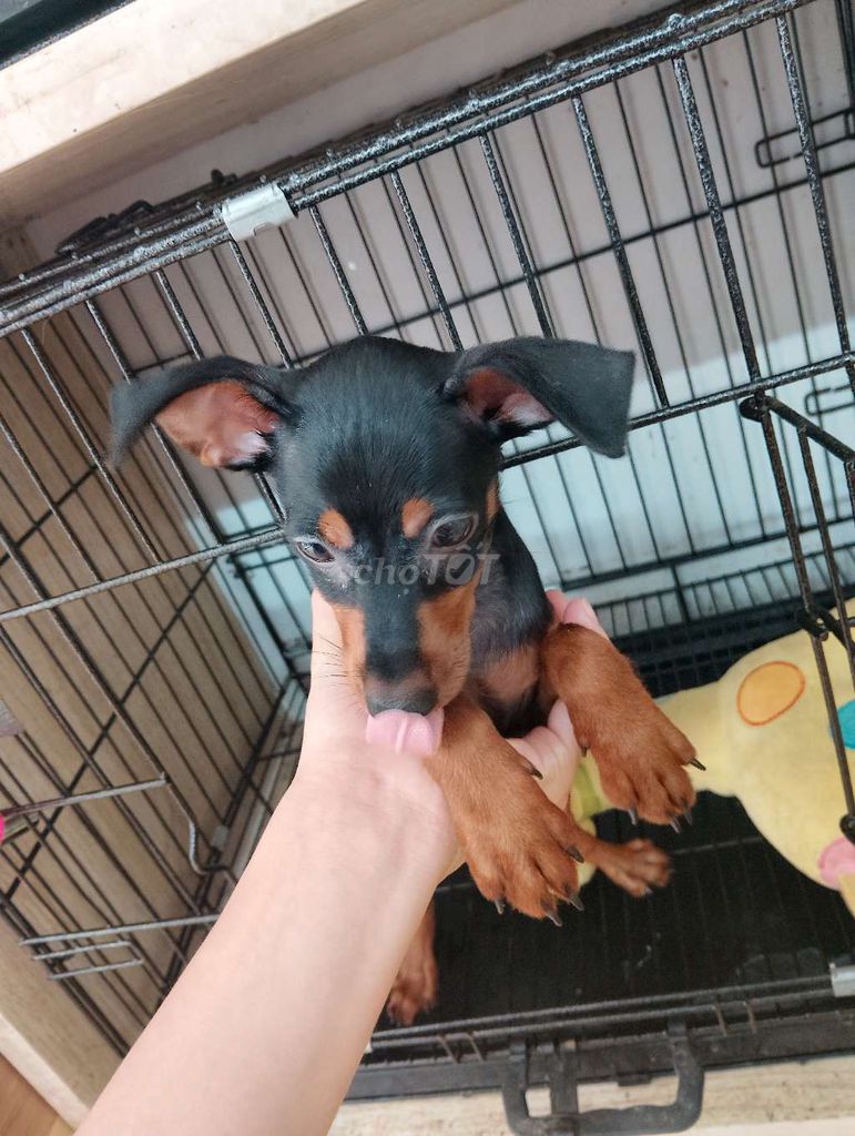 Chó Phốc hươu mini cái đen đỏ 3 tháng. Mua bán Chó tại Quận Hoàng Mai Hà Nội được đăng bởi Nguyễn Trung Thành hình 1