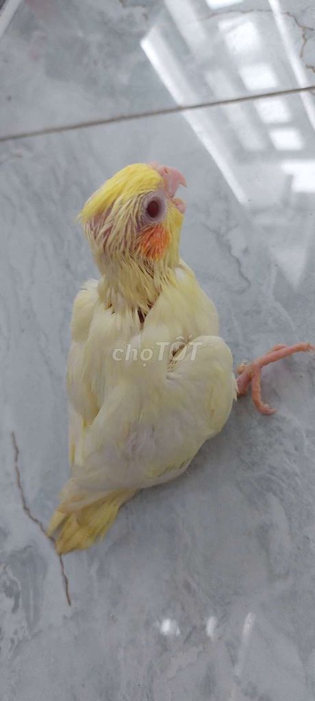 Vẹt cockatiel baby quấn chủ. Mua bán Chim tại Quận 12 Tp Hồ Chí Minh được đăng bởi Nguyễn Thị Diễm Hương hình 2