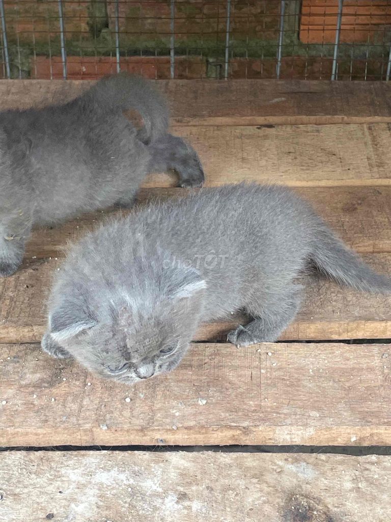Mèo Munkin  1 tháng tuổi. Mua bán Mèo tại Huyện Châu Thành Tiền Giang được đăng bởi Huỳnh minh cường hình 1