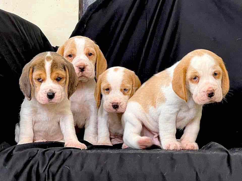 Beagle chất lượng đợi sen