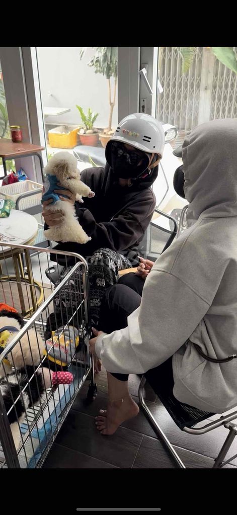 poodle , phốc sóc chuẩn đẹp tiêm phòng đầy đủ. Mua bán Chó tại Quận Tân Bình Tp Hồ Chí Minh được đăng bởi Minh vương hình 3