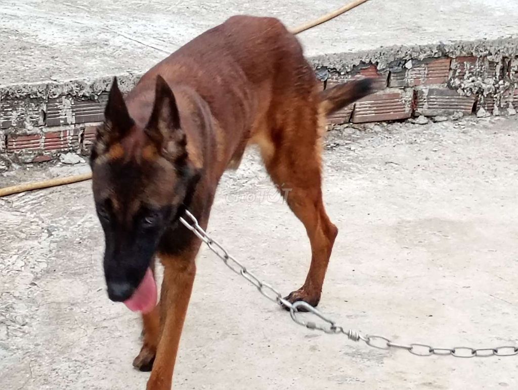 Chó Malinois đực Nâu đen. Mua bán Chó tại Thành phố Thuận An Bình Dương được đăng bởi Nhân Rottweiler  hình 1