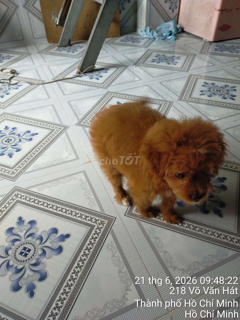 Chó Poodle Cái Nâu 1.5 tháng. Mua bán Chó tại Thành phố Thủ Đức Tp Hồ Chí Minh được đăng bởi trung hình 1