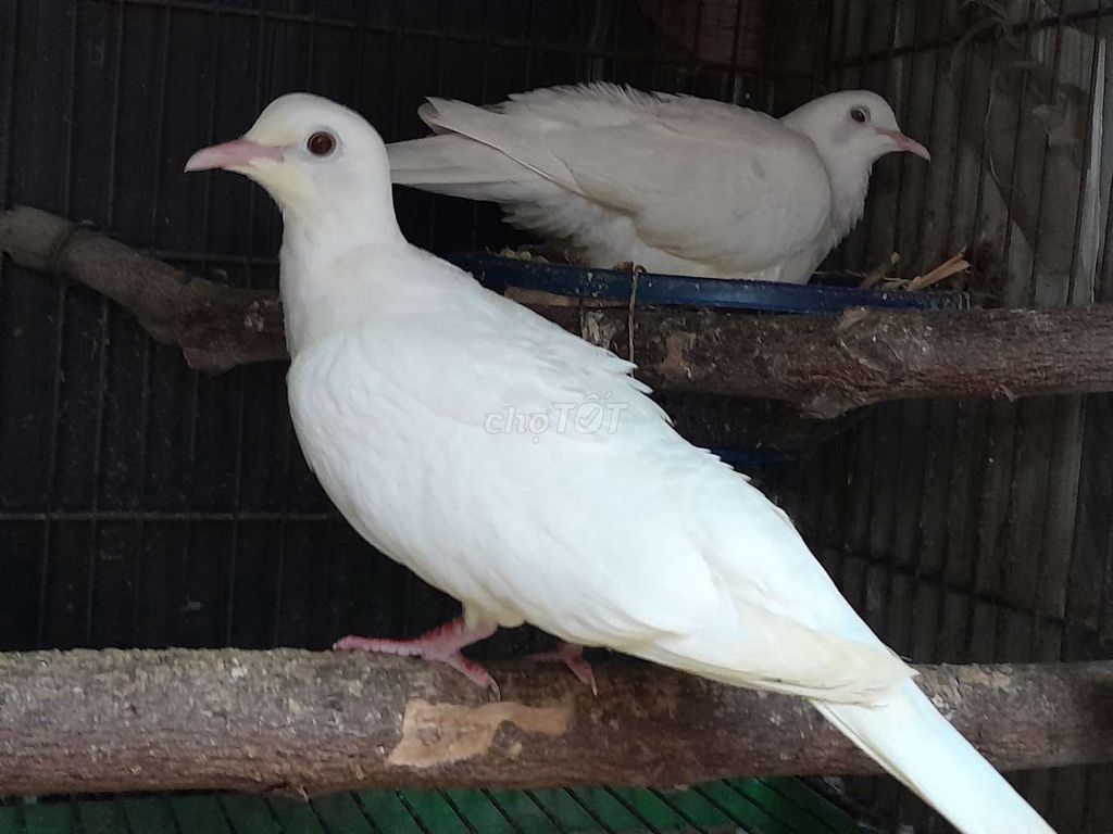 ĐÔI CU PHÁP MÁI . Mua bán Chim tại Huyện Bình Chánh Tp Hồ Chí Minh được đăng bởi Hai hình 1