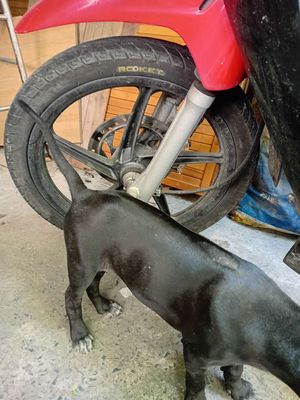 Chó Phú Quốc Đen