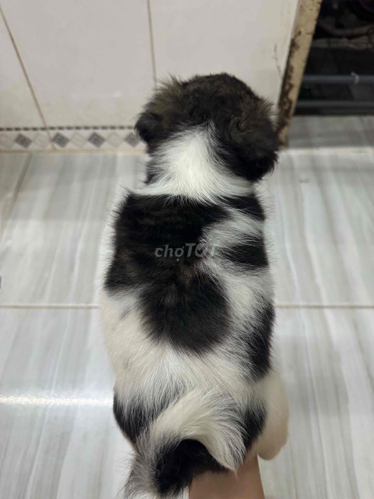 mẹ Poodle cha pug lai. Mua bán Chó tại Huyện Nhơn Trạch Đồng Nai được đăng bởi Tui  hình 1