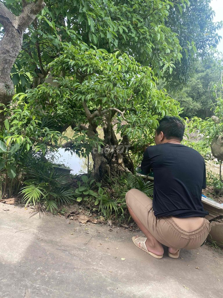 Cây cảnh Sanh quê Già, ôm đá. Mua bán Cây cảnh, đồ trang trí tại Huyện Vũ Thư Thái Bình được đăng bởi Quý hình 1