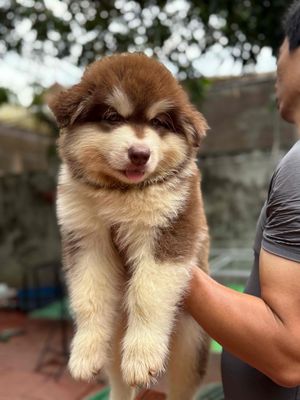 Chó Alaska Nâu đỏ Hơn 50 ngày tuổi