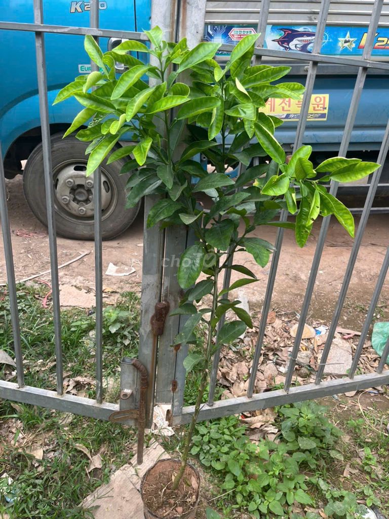 Cây Bưởi Tân Lạc cây choai. Mua bán Đồ chuyên dụng, Giống nuôi trồng tại Huyện Gia Lâm Hà Nội được đăng bởi Hoàng thị muôn hình 1