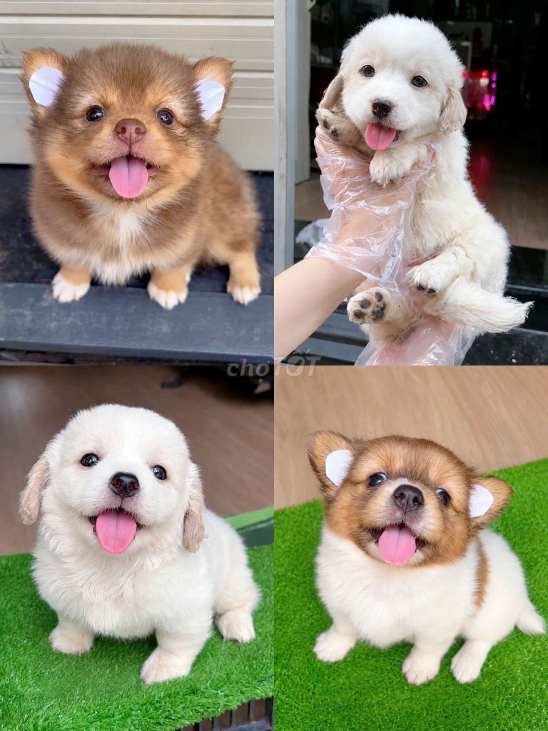 chó Samoyed F1 2 tháng. Mua bán Chó tại Quận Tân Phú Tp Hồ Chí Minh được đăng bởi Minh nguyễn  hình 1