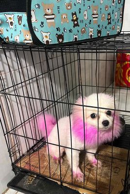 tìm chủ mới cho bé