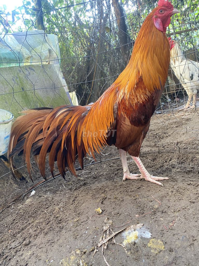 2kg7. Mua bán Gà tại Thành phố Cà Mau Cà Mau được đăng bởi Nguyen tran khac vu hình 1